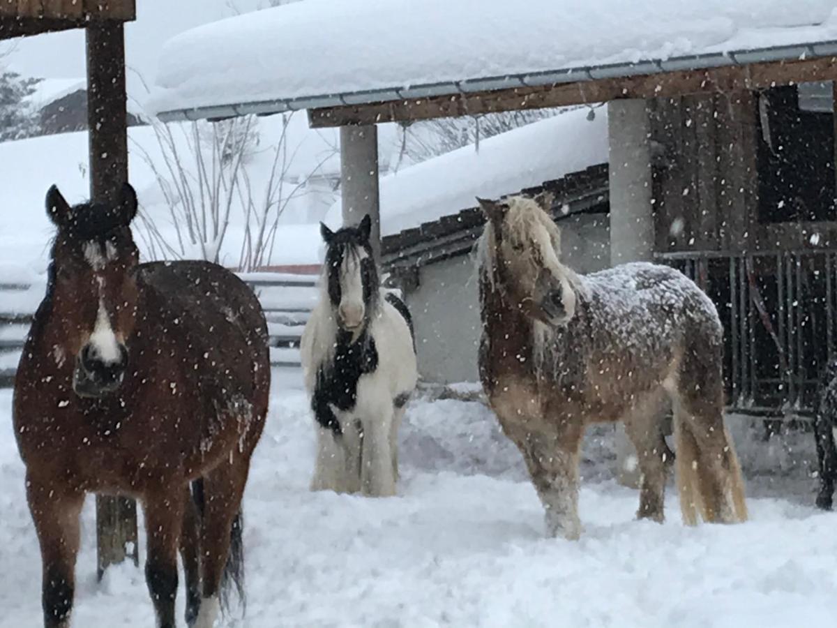 Ferienwohnung Pony-Ziegen-Hasen-Ranch Bichlbach Exterior foto
